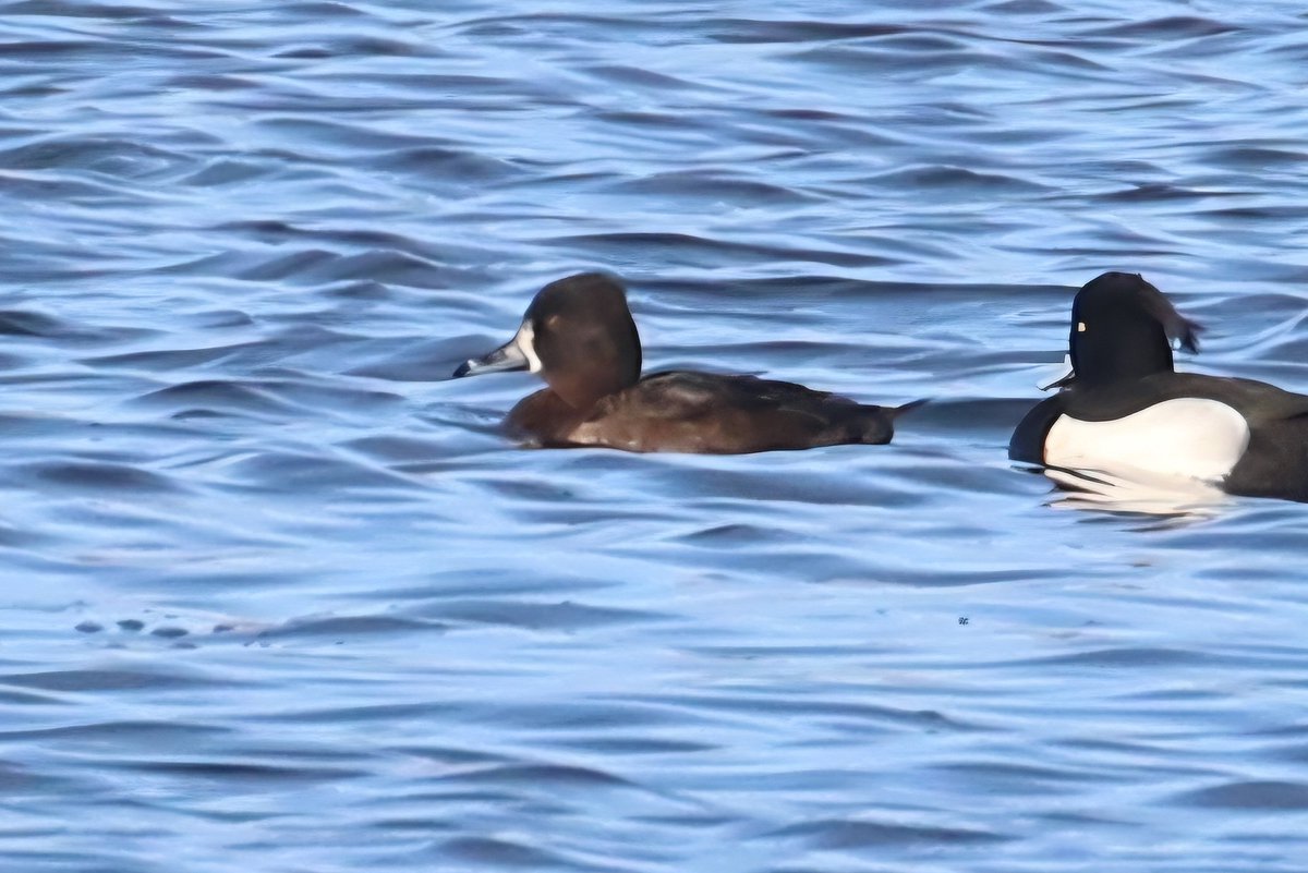 Paul Kelly tweet media