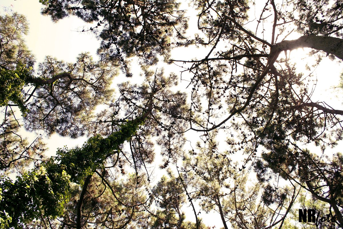 #argentina #villagesell #reserva #arboles #tree #forest #paisaje #paysage #landscape #Fotografia #foto #photography #photo #reservanatural #natural #flora