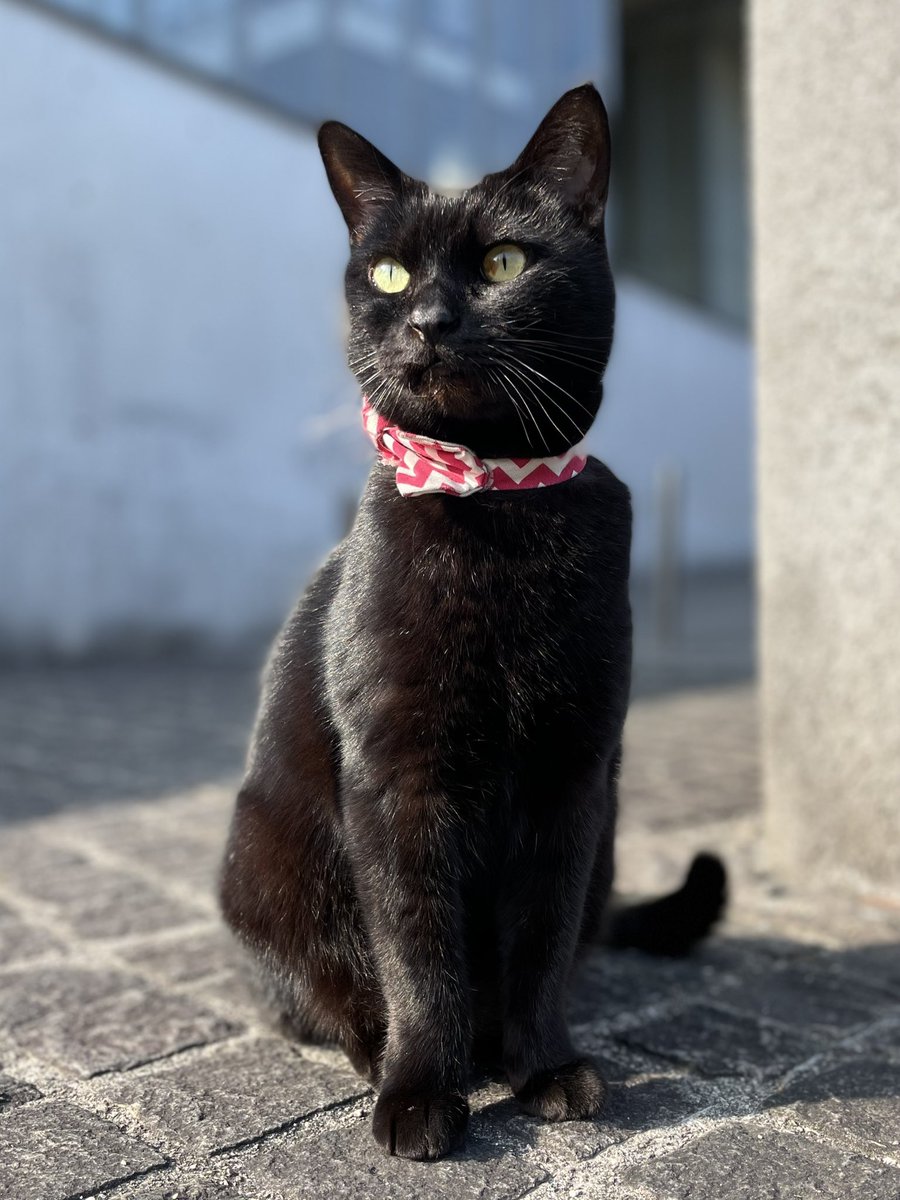 時をかける猫ニャ592 