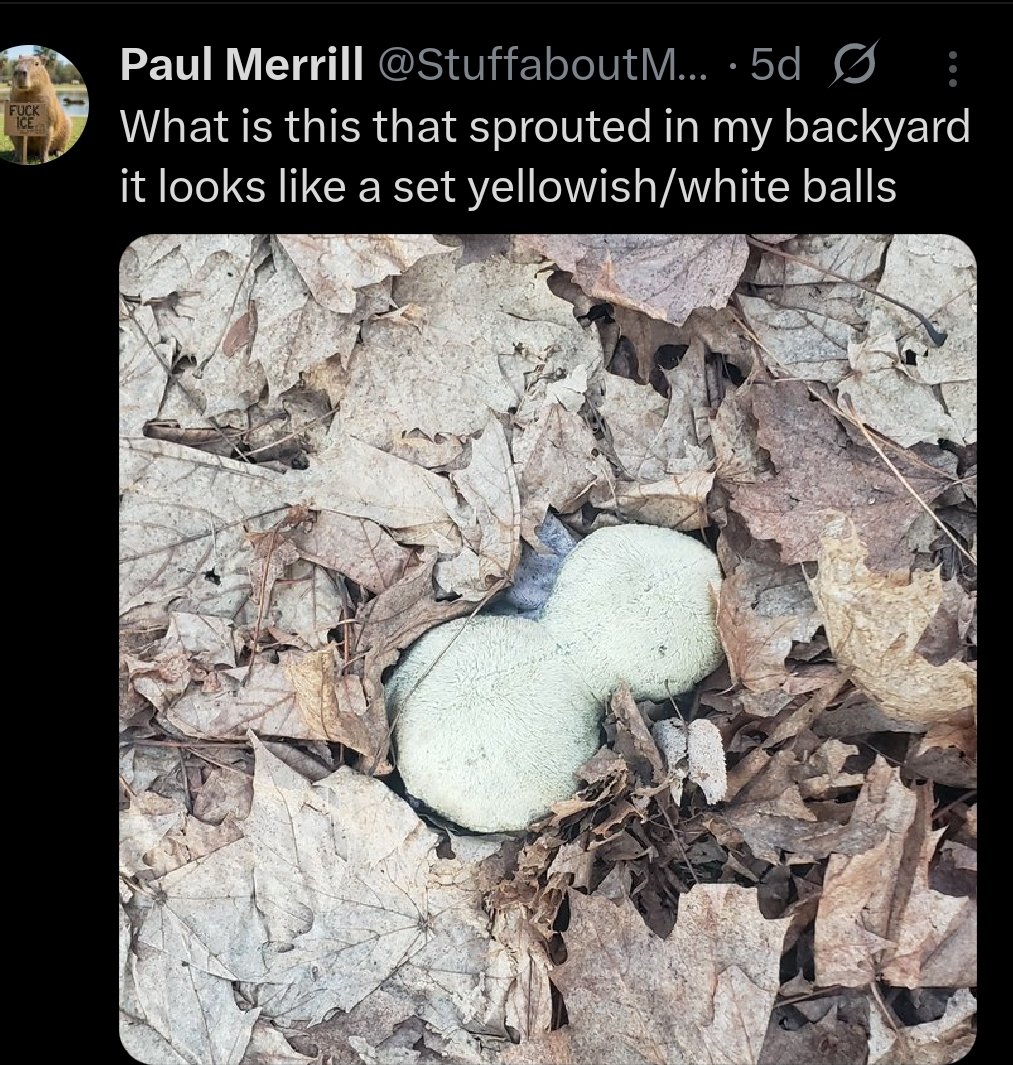 Paul Merrill tweet media