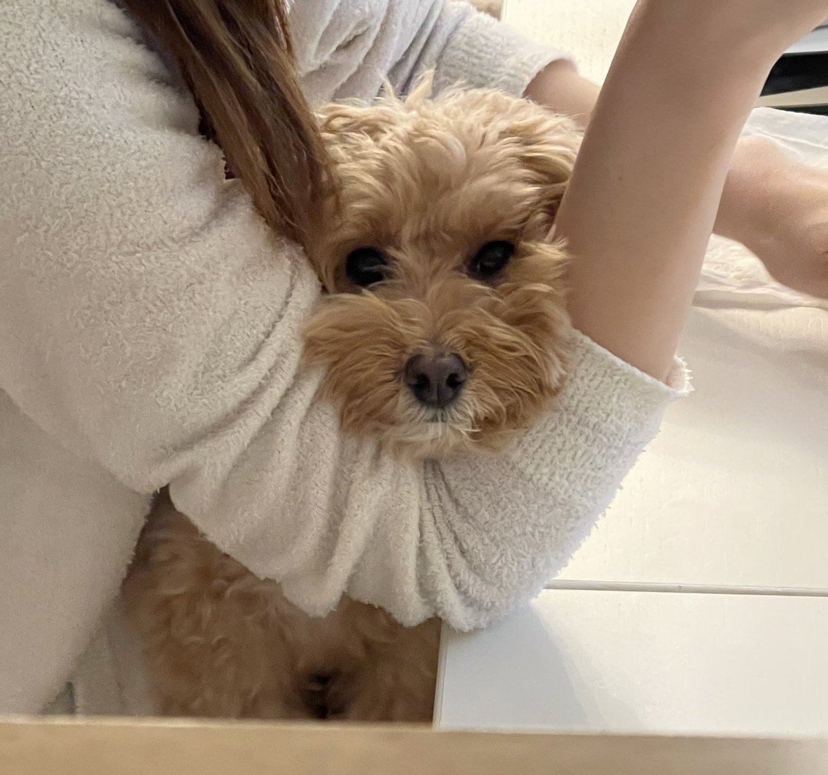 ふわふわマルプーのシフォン tweet media