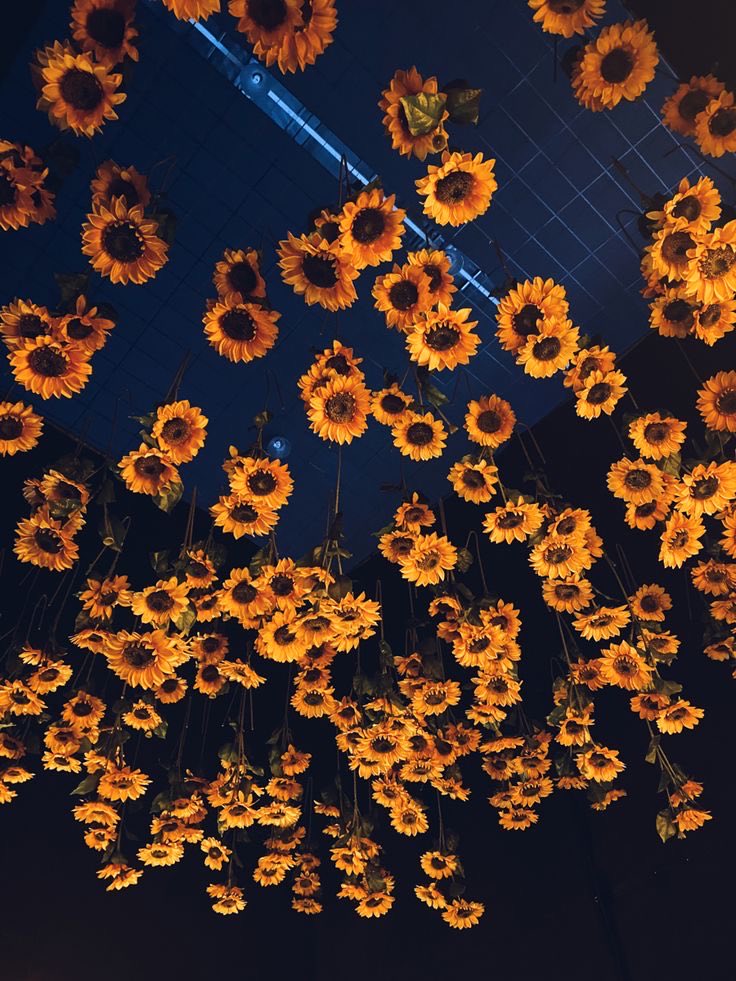 SUNFLOWER 🌻 tweet media