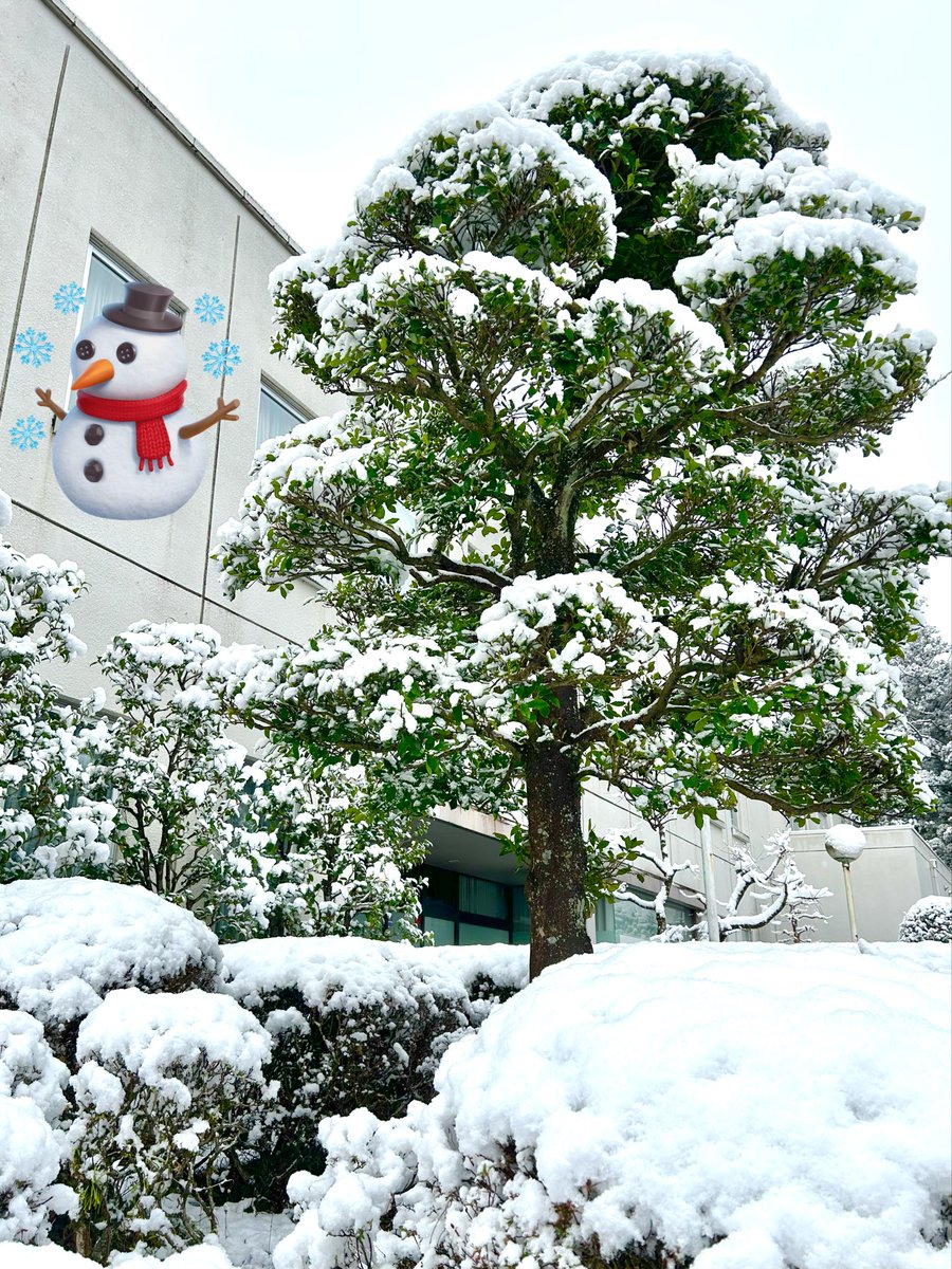 朝起きたら雪積もってた⛄️
