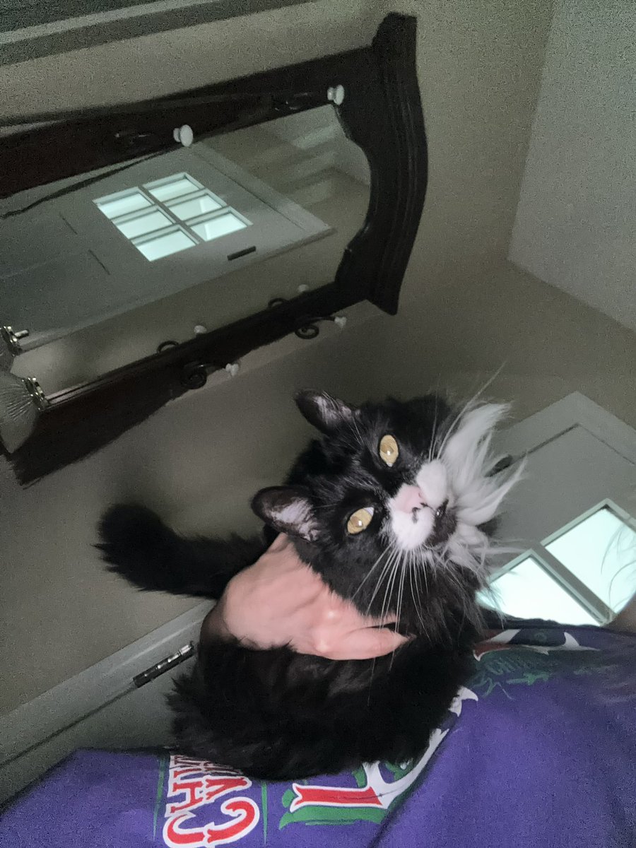 cat named psycho tweet media