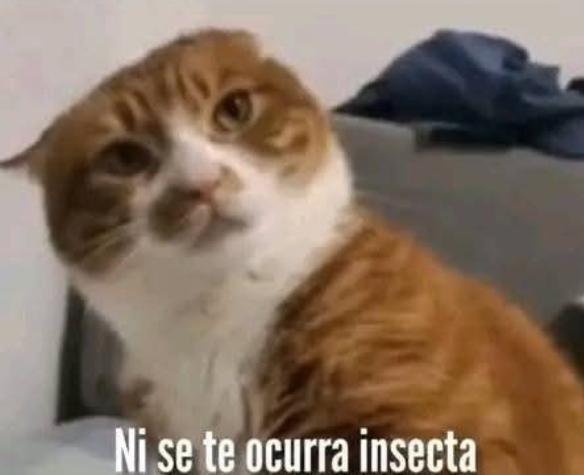 norelenita's tweet photo. - Adopta un gato te va a amar. 

Mi gato cuando quiero acariciarlo: https://t.co/0SZEHgBDWQ