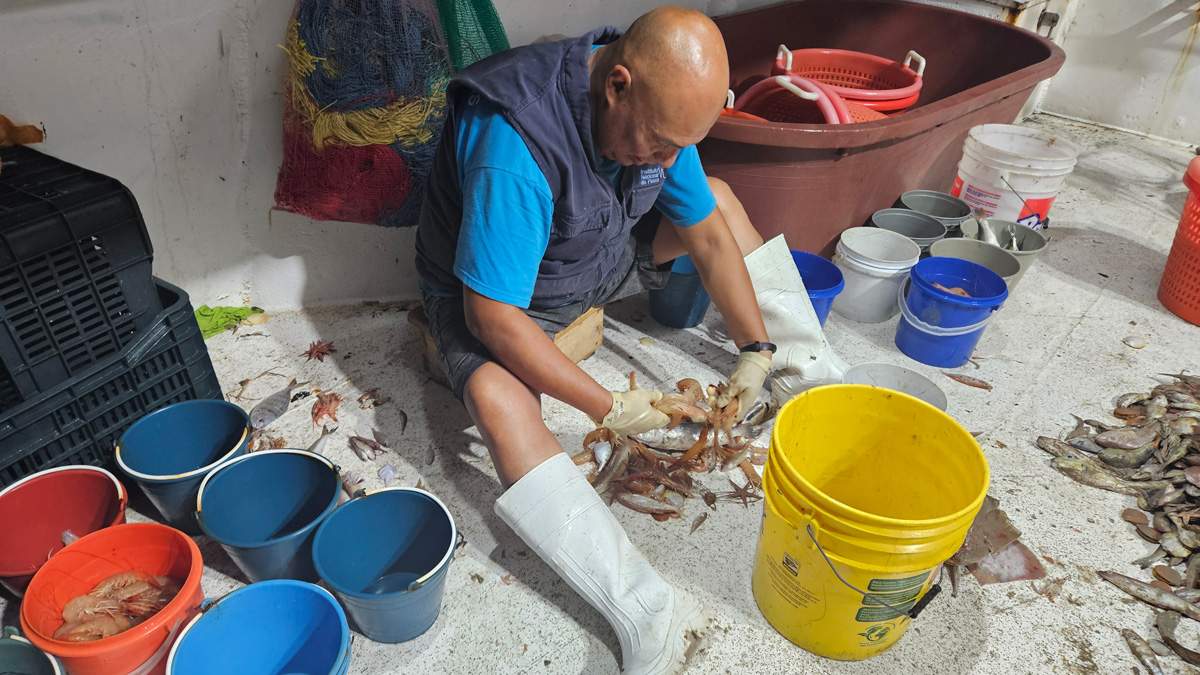 CeDePesca tweet media