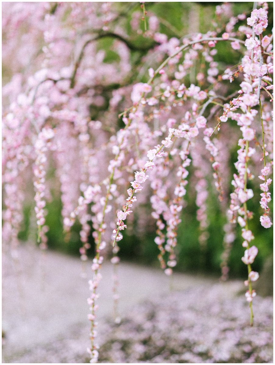 saisekai tweet media