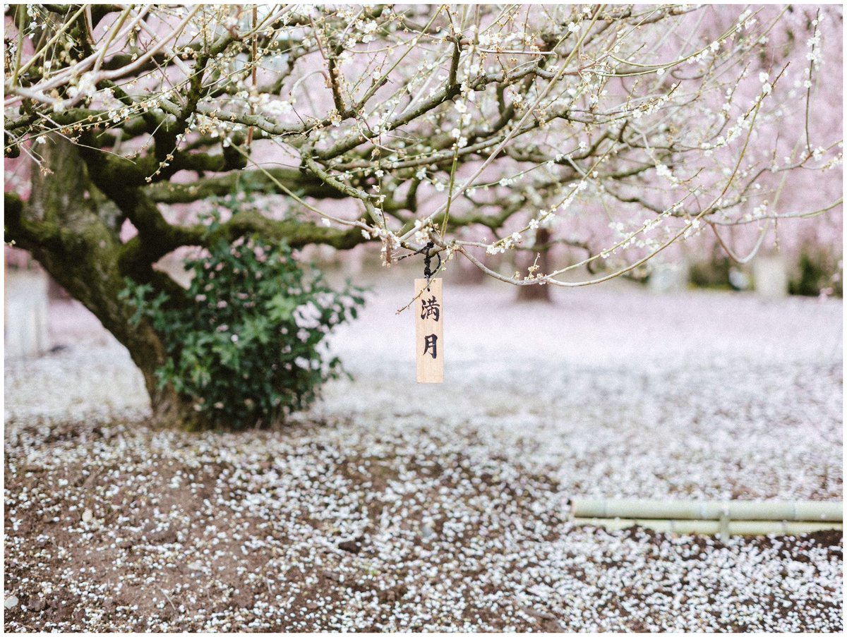 saisekai tweet media