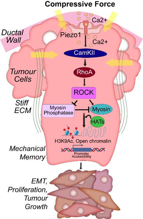 Sarah Boyle 👩🏻‍🔬🎀 tweet media