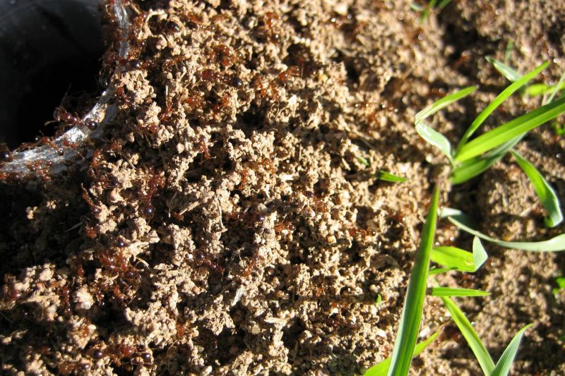 AgForce Queensland tweet media