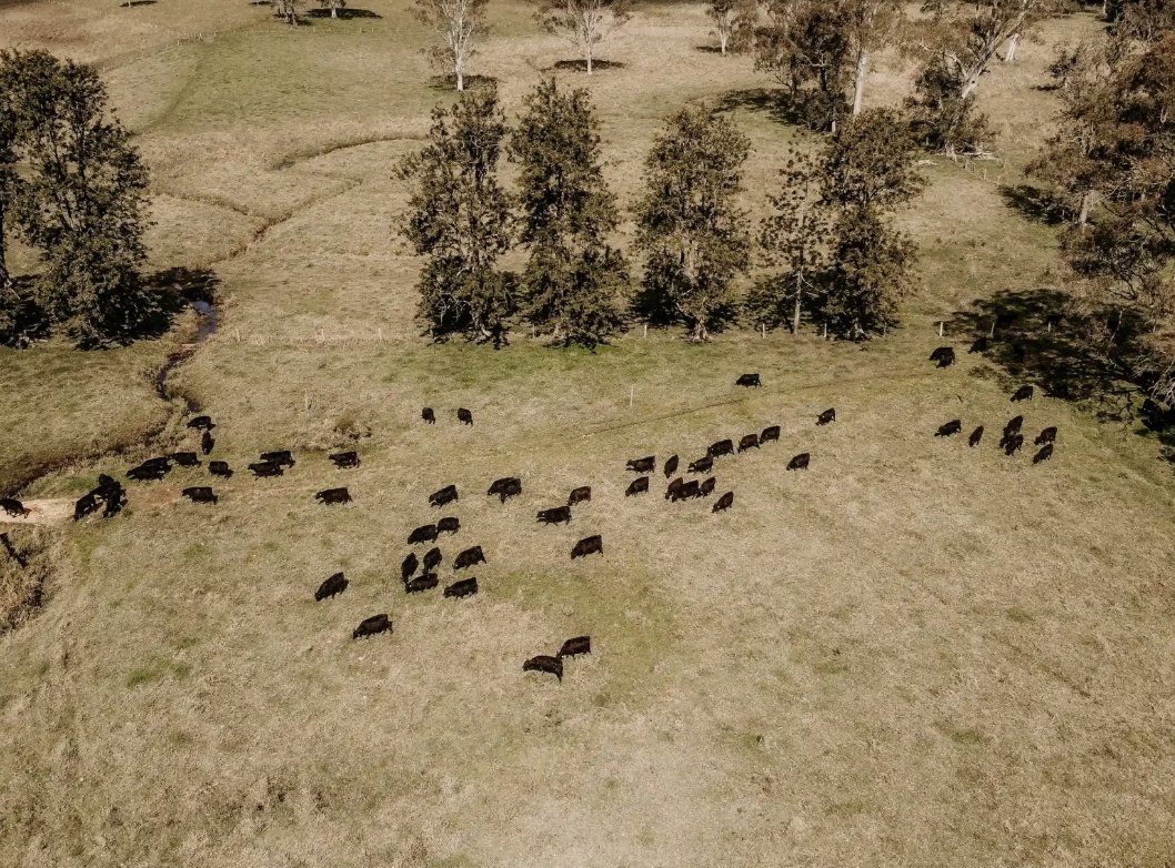 Partnerscapes's tweet photo. Tracking the Epidemic – Satellites watch over the spread of the Texas screwworm outbreak https://t.co/JdFQb24MMX

#Partnerscapes #PrivateLandsConservation #PublicPrivate #WorkingLands #Ranchland #CollaborativeConservation  #RegenerativeRanching #WildlifeConservation https://t.co/YLswKdfSBO