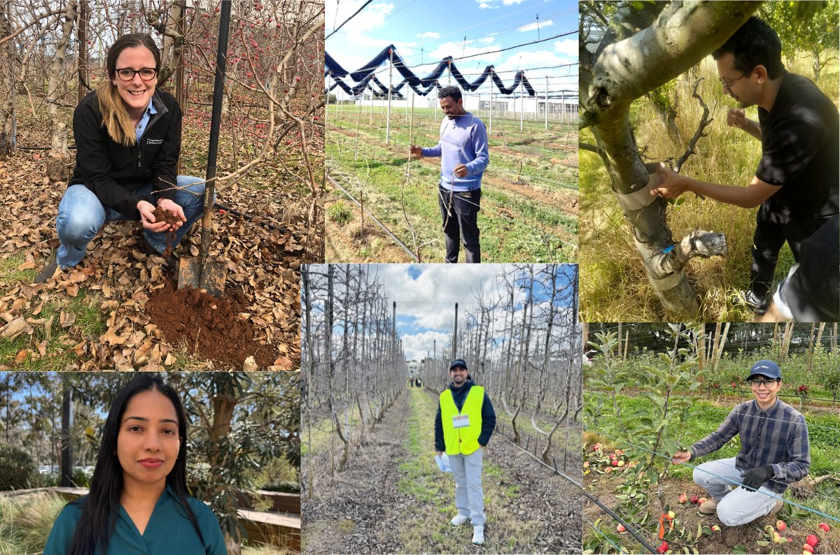 Apple and Pear Australia Limited (APAL) tweet media