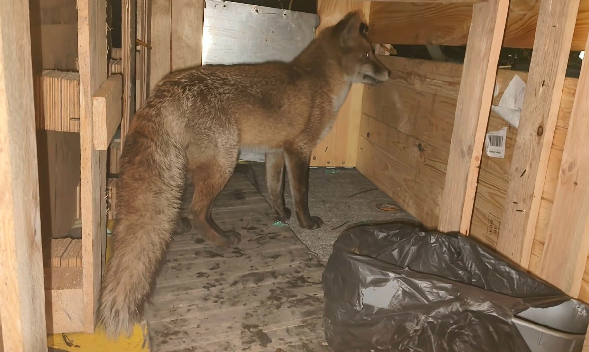 (A)Executive Asst. Commissioner Diane J. Sabatino tweet media