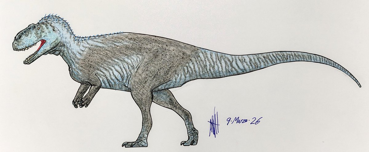 QIndoTrex's tweet photo. Sinraptor dongi

(References below)
#drawing #paleoart #dinosaur #Sinraptor #metriacanthosauridae https://t.co/s1HJnIT4cg