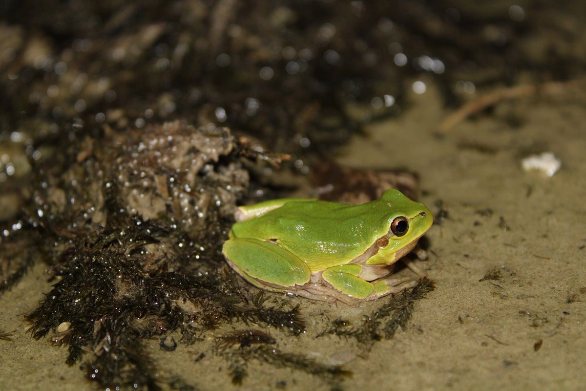 Adam is Gone Froggin tweet media