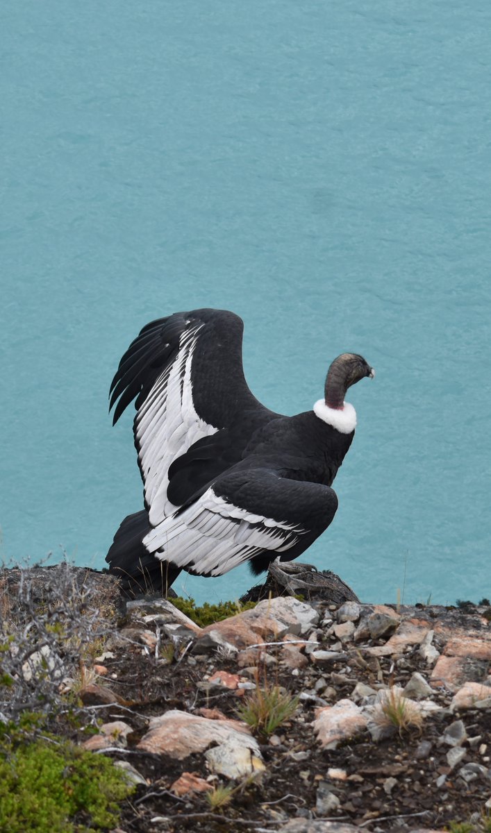 La mejor foto que saqué hasta el momento. Por ellos también, no a la modificación de la ley de glaciares