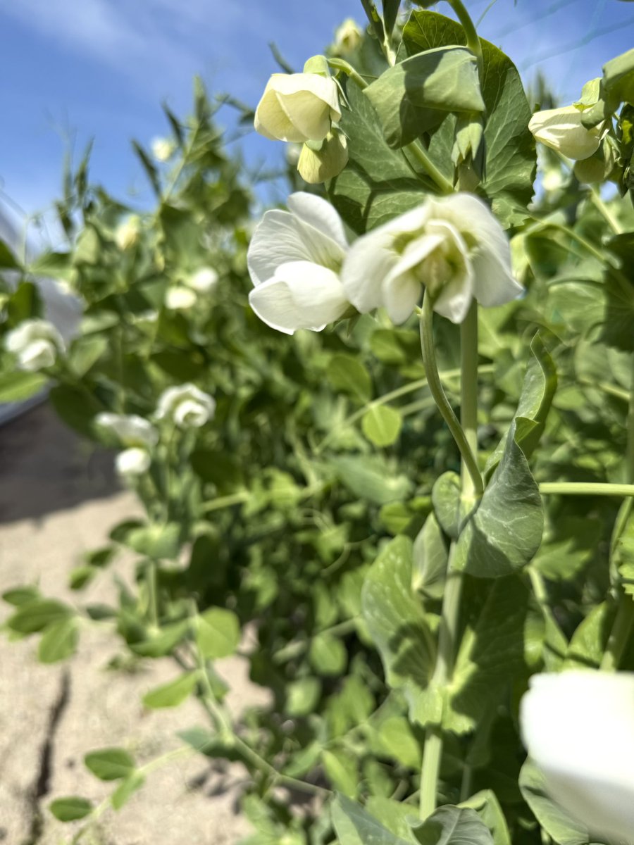 ぽむらん tweet media