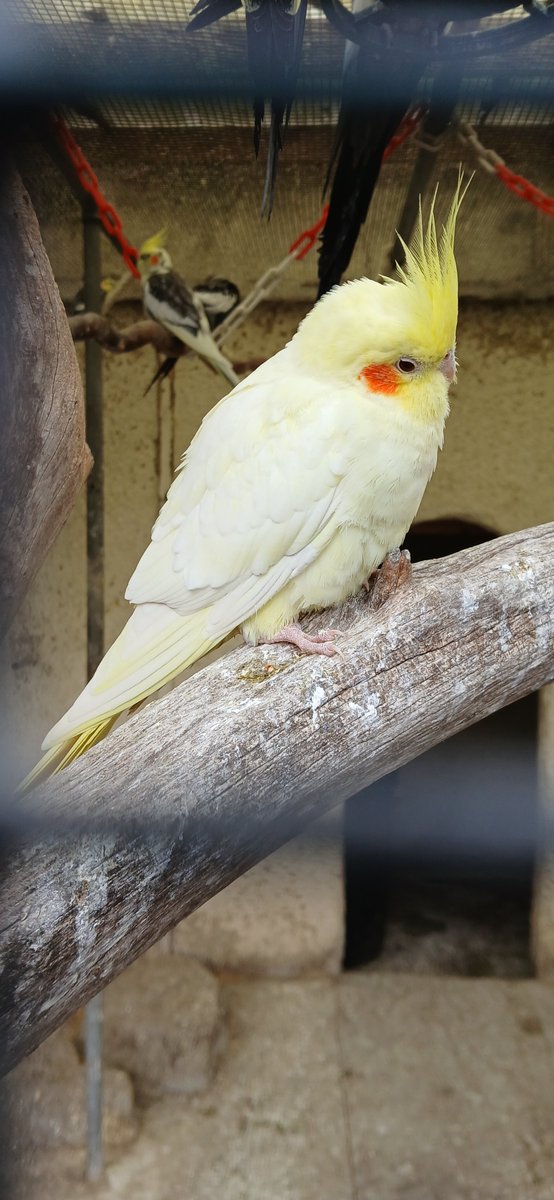 BesterRobert's tweet photo. @DailyPicTheme2 #DailyPictureTheme #Aureolin
Taken this afternokn on my phone. Not edited. https://t.co/DYVHRVTAys