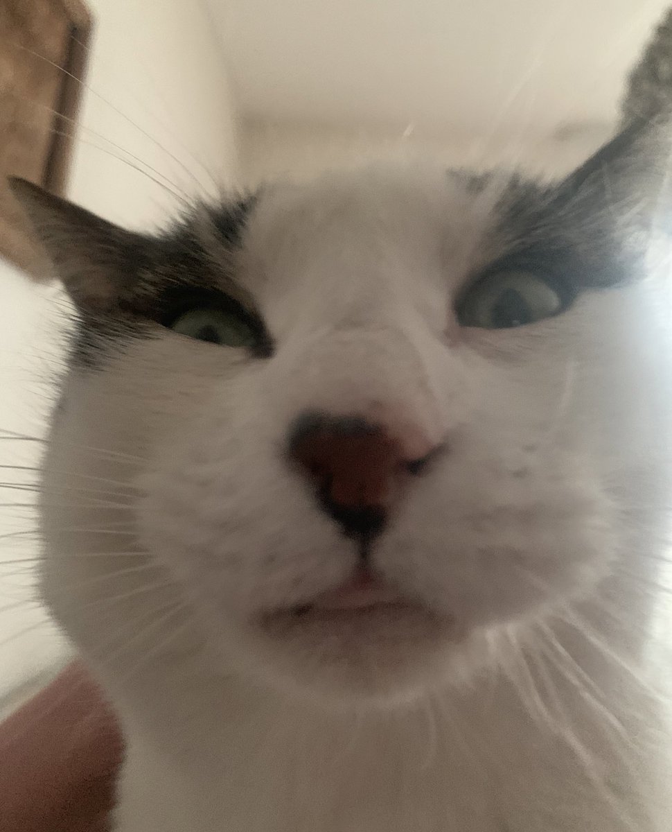 TheCatNamedMags tweet media