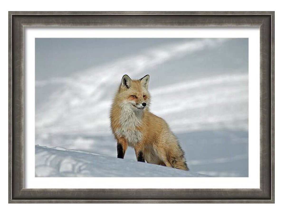 shonna99784's tweet photo. Red Fox Stands Majestic in The Snow - Framed Print https://t.co/muDxr3Gaha
#RedFox #Stands #Majestic #TheSnow #VulpesVulpes #FramedPrint #FineArt #HomeDecor #WallArt #ShonnaHawkinsPhotography https://t.co/Zk0gTJM9zV