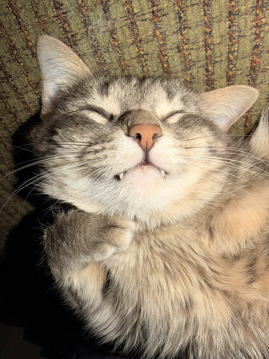 daintytrees's tweet photo. lil vampire bby https://t.co/GHfOmhlUci