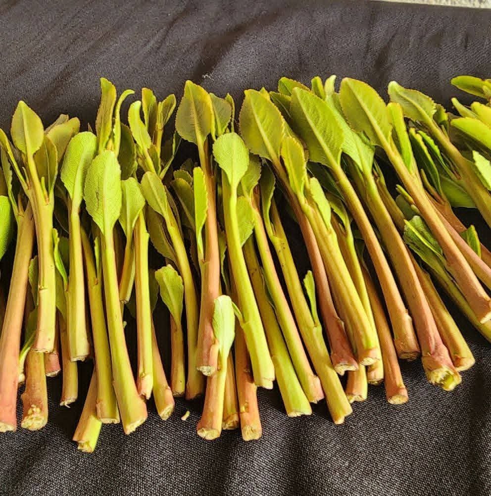 Diyab Ali tweet media