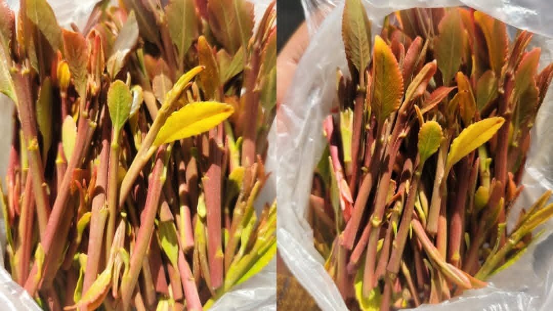 Diyab Ali tweet media