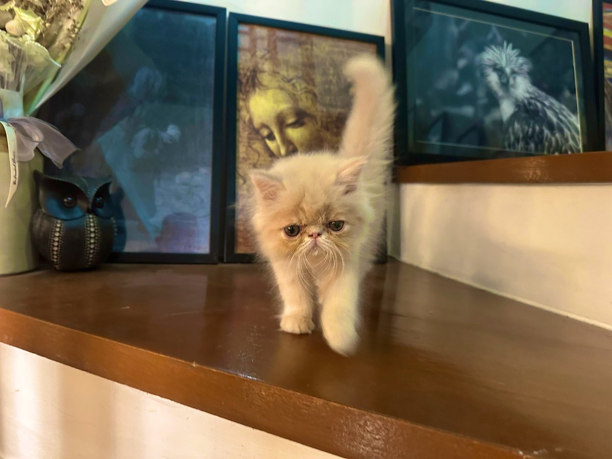 Quo Warrantine tweet media