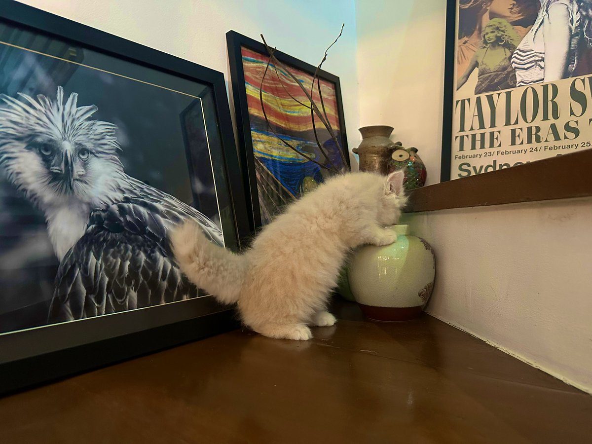 Quo Warrantine tweet media