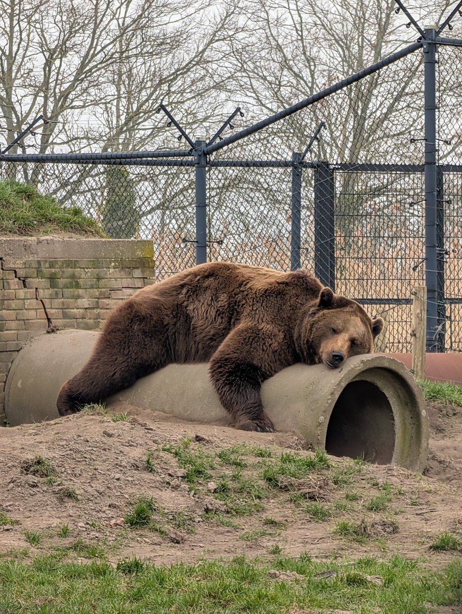 _Murd0c's tweet photo. Sleepy ahh animals and Otters https://t.co/clBufTpxRB