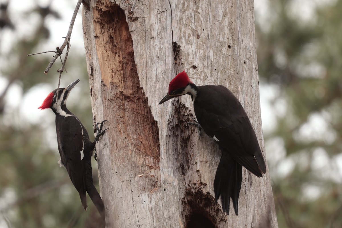Bonsai Guy (@kippernifficent) on Twitter photo 