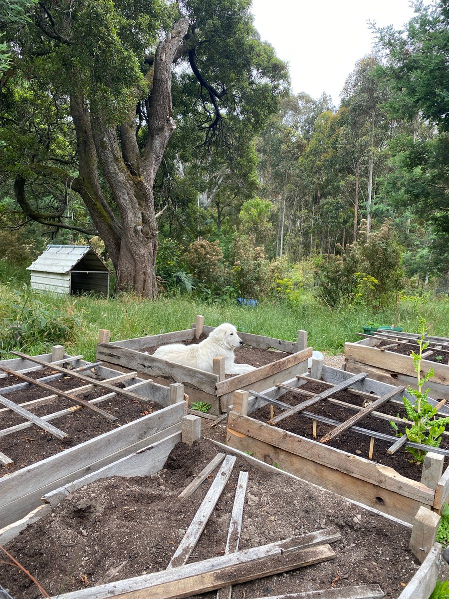 No, Molly, that is a garden bed, not a bed for dogs 

#maremma