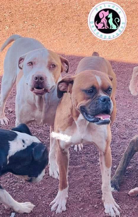 Peludos Desamparados tweet media