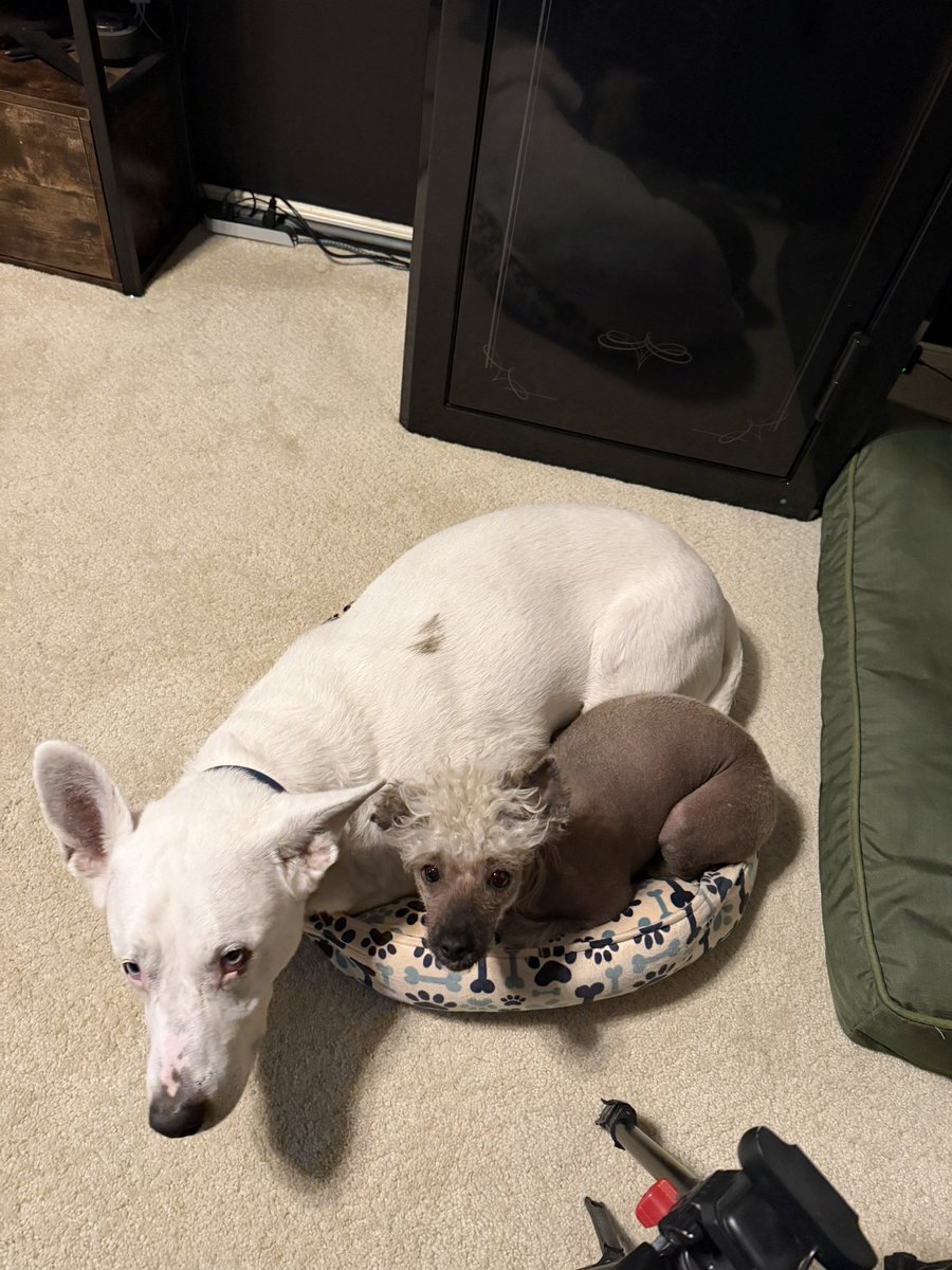 Habitual Linecrosser tweet media