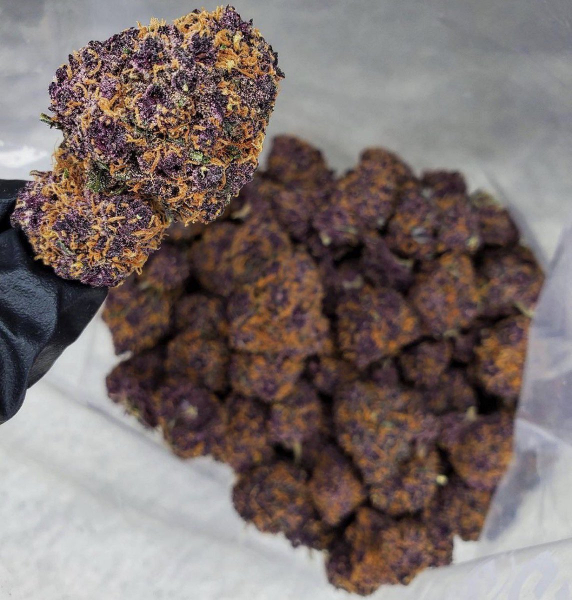 elmer_budd420's tweet image. What’s the name of this strain??

Tell me to stand the chance to win a zip 𝑂̸𝐹 any strain of your choice