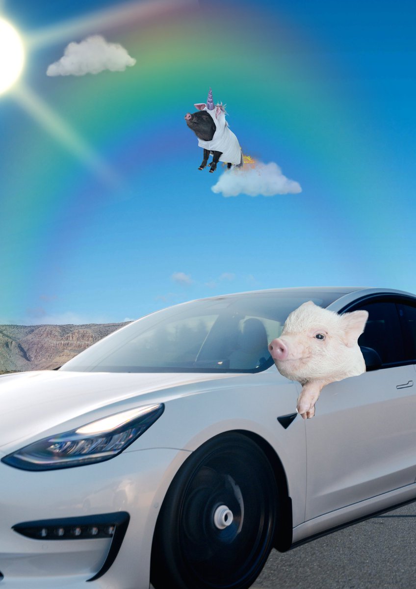 Mr. Meowl tweet media