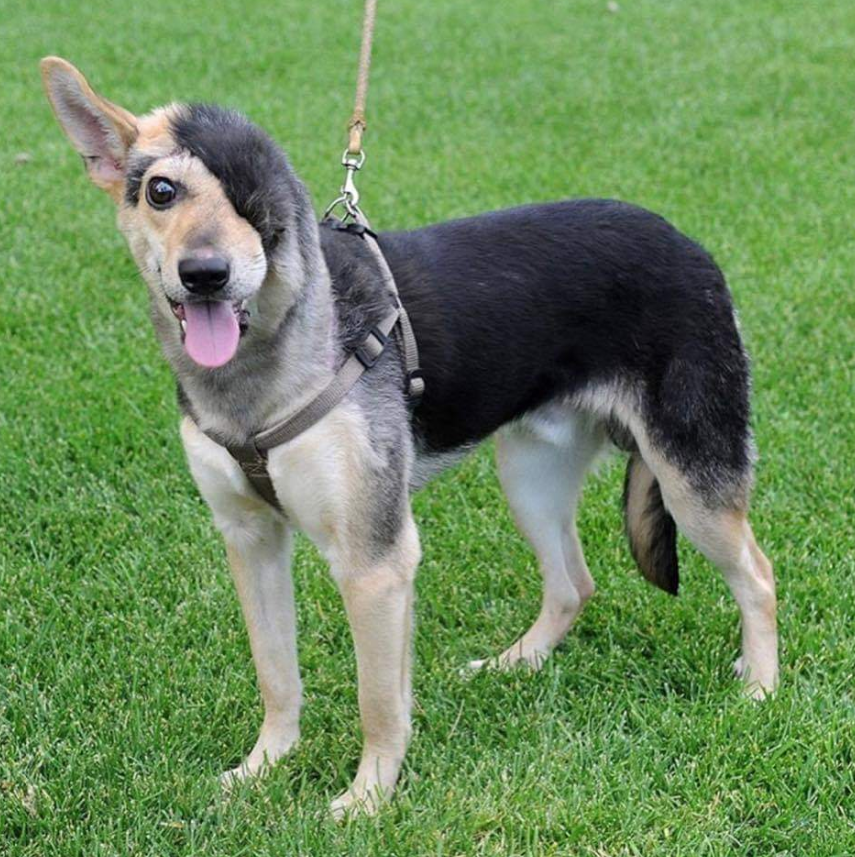 I may not be the prettiest dog but I still hope to be loved ...