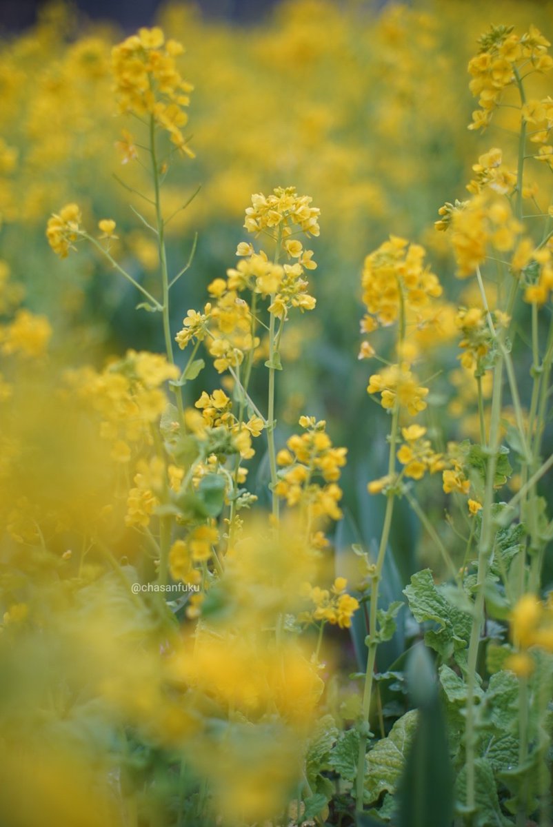 chasanfuku's tweet photo. 日比谷公園の花壇の菜の花が満開ですよ〜から、おはやう、みなさま。
#日比谷公園
#菜の花
#jupiter9 https://t.co/IHOJ6mqeVn