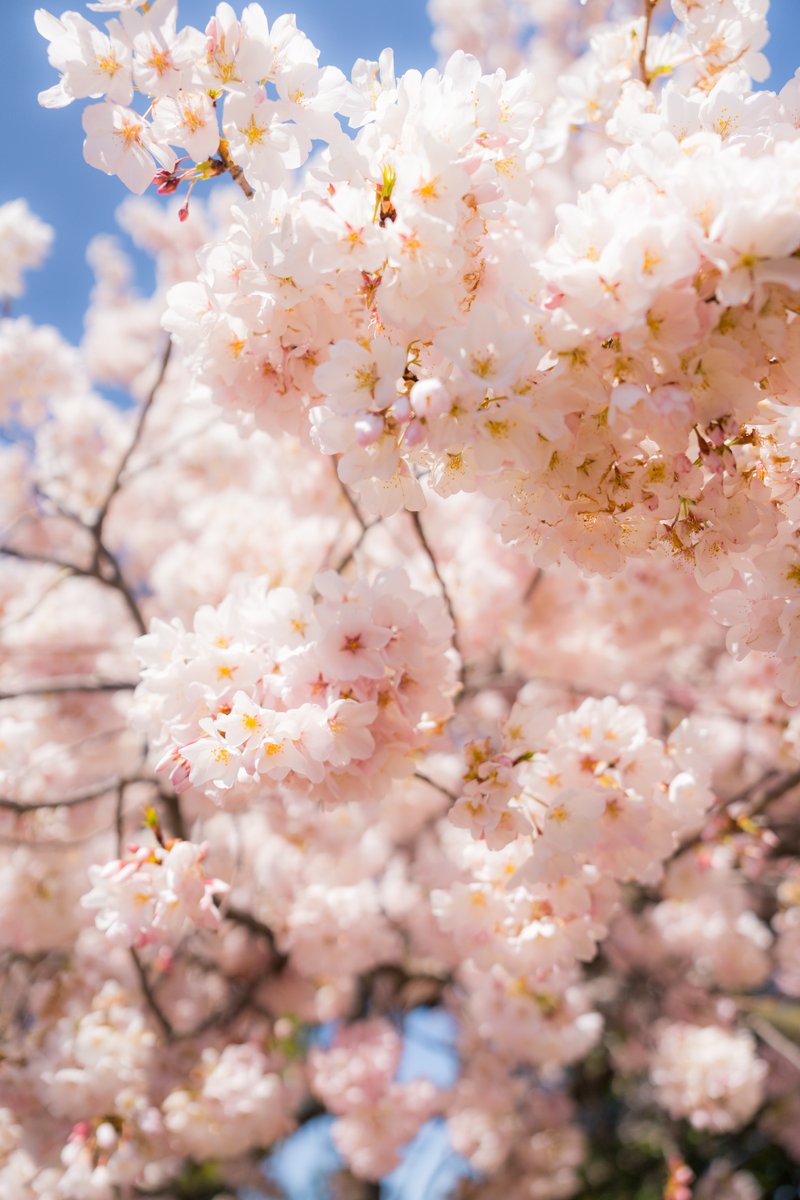 Visit Washington, DC tweet media