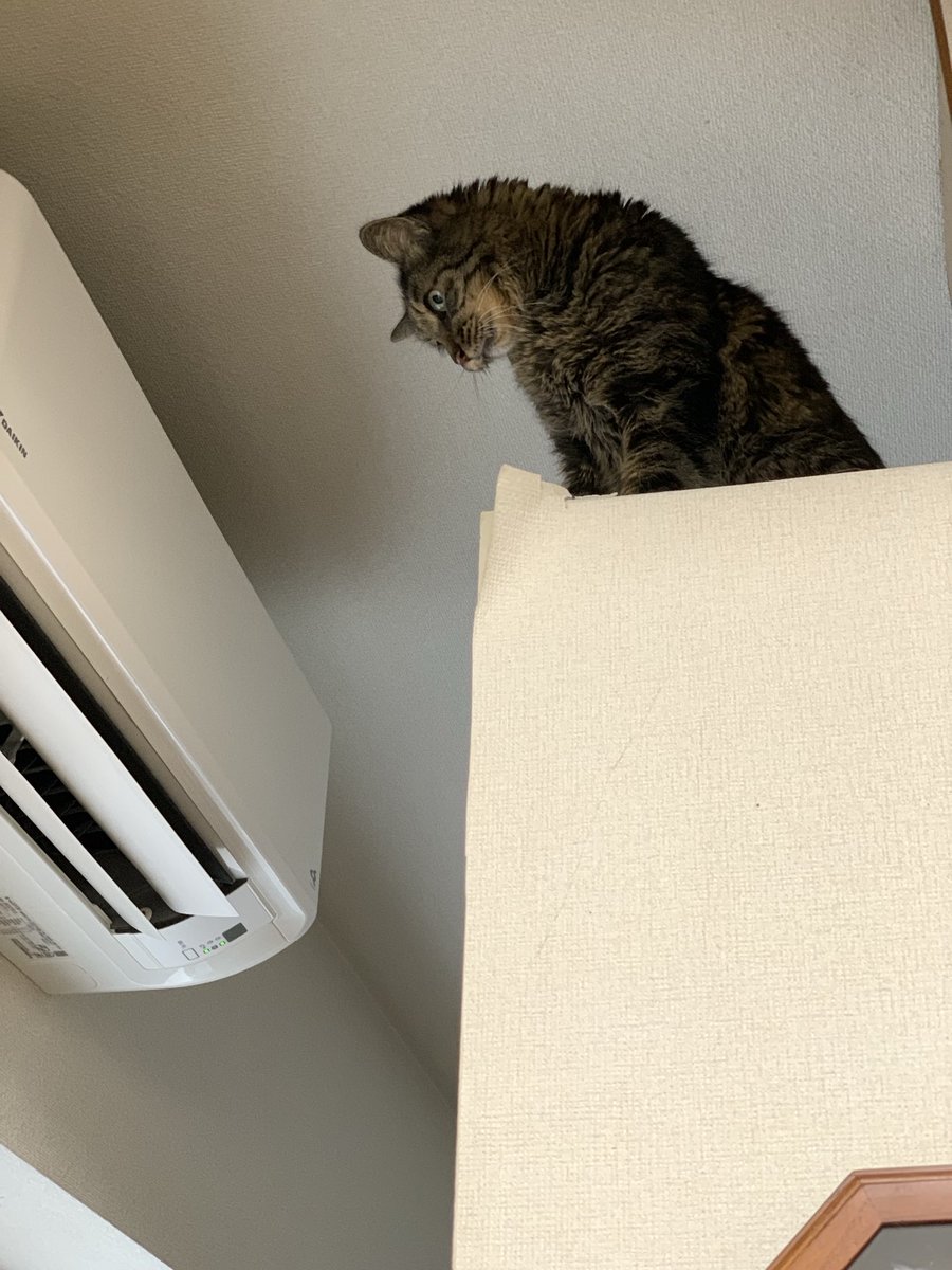 h_zarame's tweet photo. ひさしぶりに張り切ったトイレハイ。
どやっ https://t.co/VyzsCy9e94