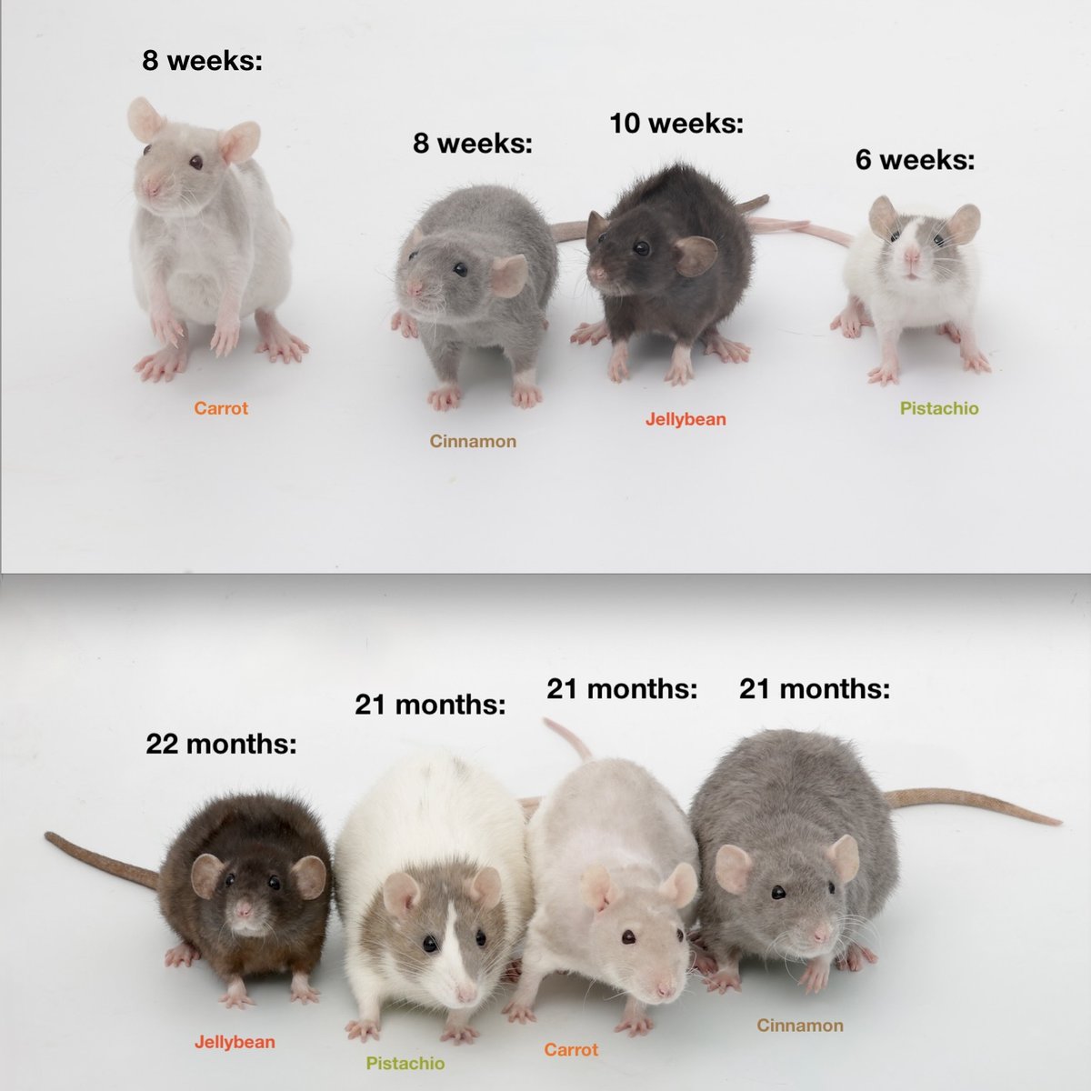 Rattrixs's tweet photo. My babies have grown up 😭 Look how tiny they were - Pistachio was even smaller than Jellybean, oh how the tables have turned (this was before I got Pumpkin Seed!) I think you can see why we thought Pistachio was a dwarf lol - she was just so tiny, but she proved us all wrong! https://t.co/JDYjJn0DGh