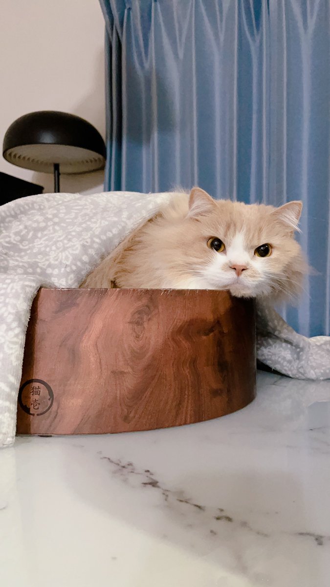 mog (@mogmogmog312) / Posts / X