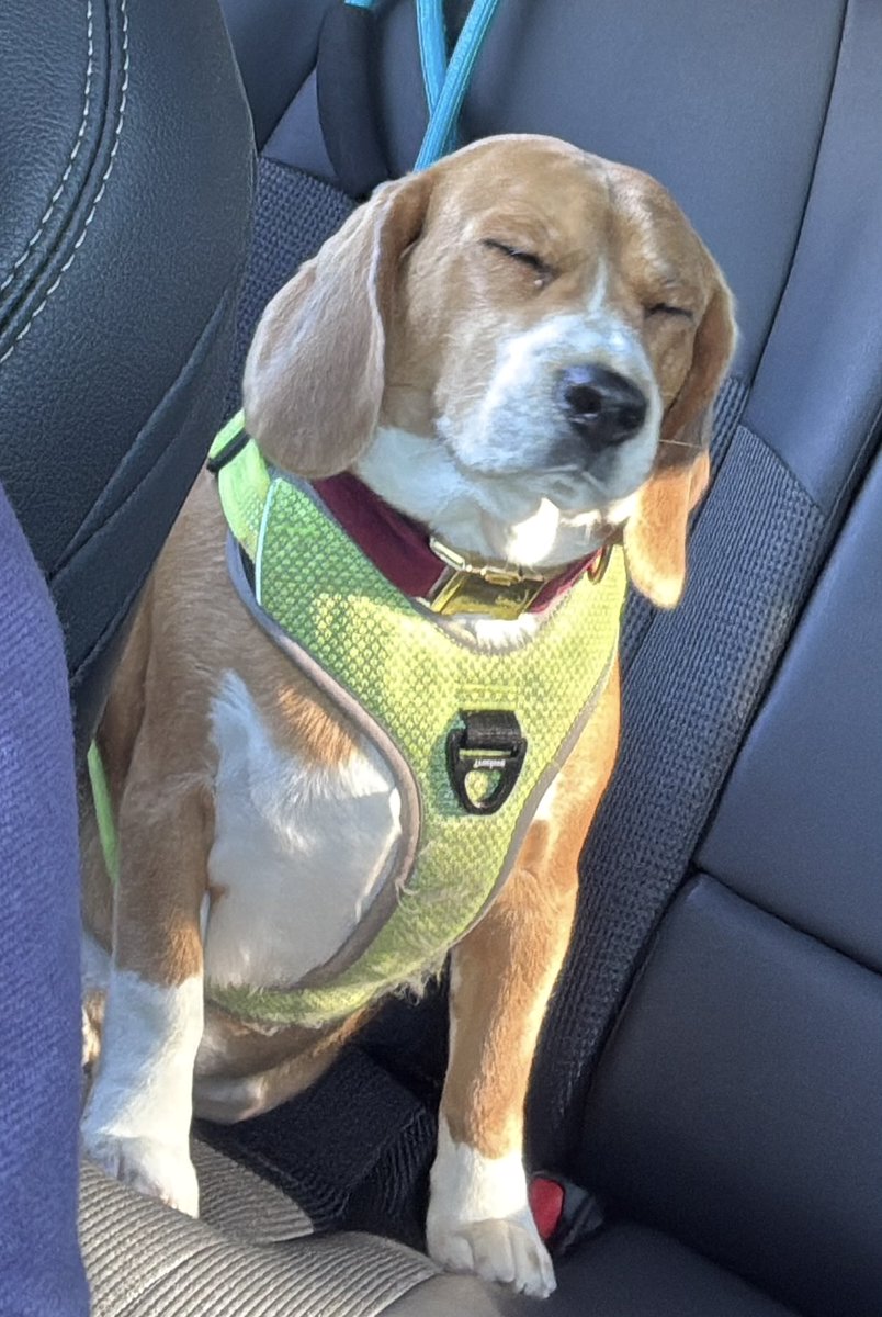 Dios, soy yo otra vez. Este humano que me tocó está bien tarugo