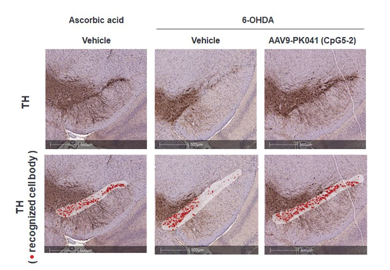 Neural Cell News tweet media