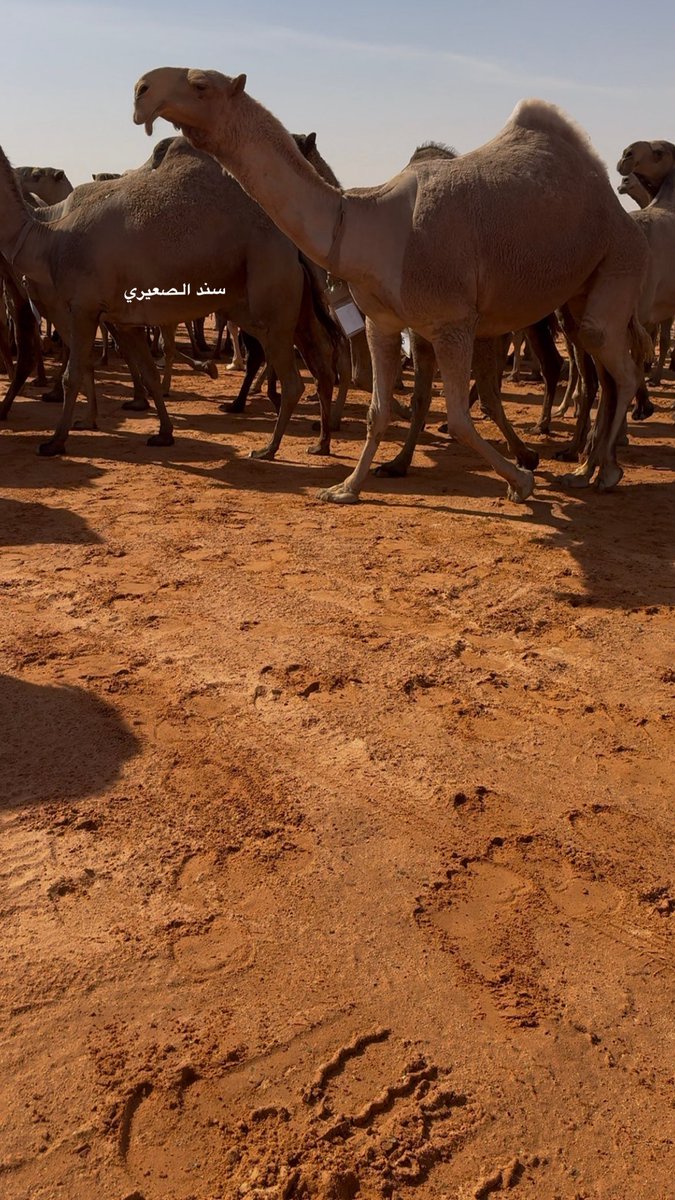 ‏ســنــد الصعيري tweet media