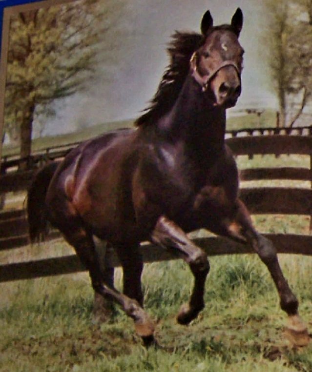 HORSERACING1002's tweet photo. MASTER HAND 🇺🇸 1966
(BOLD RULER - ANNALY BY SPY SONG)#MasterHand
B. John W. Galbreath (KY) Apr 22 1966
23-6-7-4---$96,575
2nd Cape Canaveral H, Toboggan H, Californian S,
3rd Roseben H, Los Angeles H.
Stood at Walmac, sired Western Hand, Butter um up, Pocket Coin, Mr. Master Bug (QH),