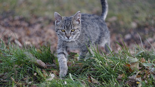 Greg Wong tweet media