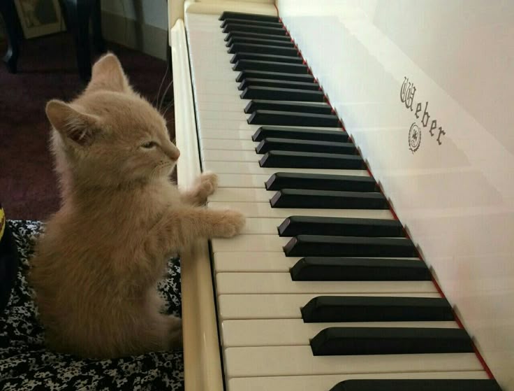 do... ré... mi... fá fá fá (gulp)
dó ré... dó ré ré ré...😥😥😥