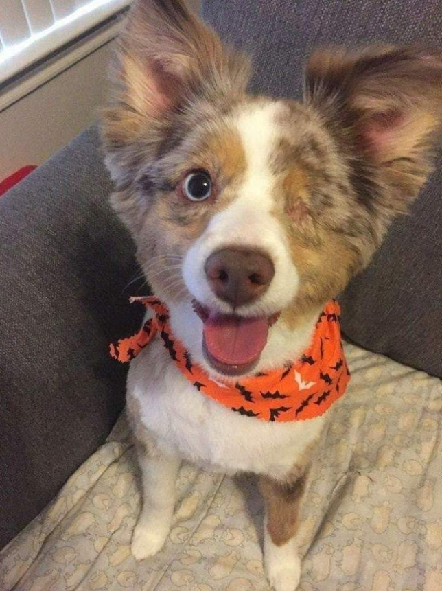 Tweets of Dogs tweet media