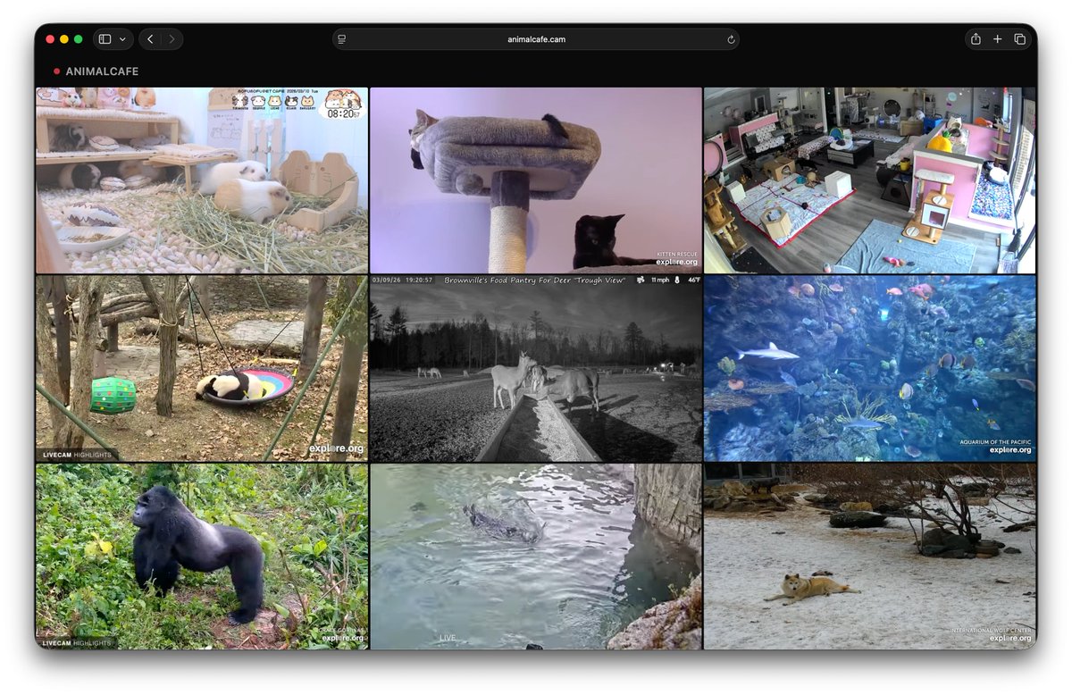 adamludwin's tweet photo. You can now bring your own domain to https://t.co/imLVKNiwwV

Claude prompt: "create a 3x3 grid of live animal streams and publish with https://t.co/imLVKNiwwV to https://t.co/vG3HrCfoka"

result 1 min later: https://t.co/vG3HrCfoka https://t.co/qqtqqflYia